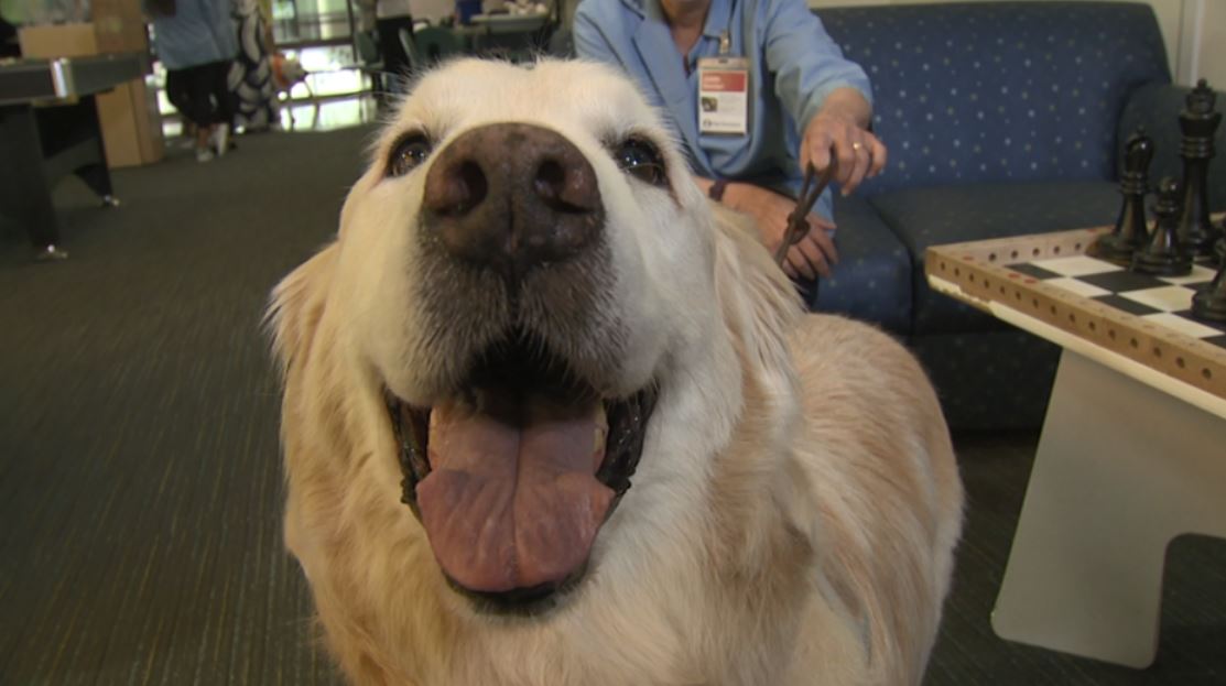Seattle Children's hosts pawsome retirement party for longtime therapy
